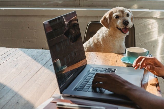 Gemius publicē interneta vietņu Top 20 maijā